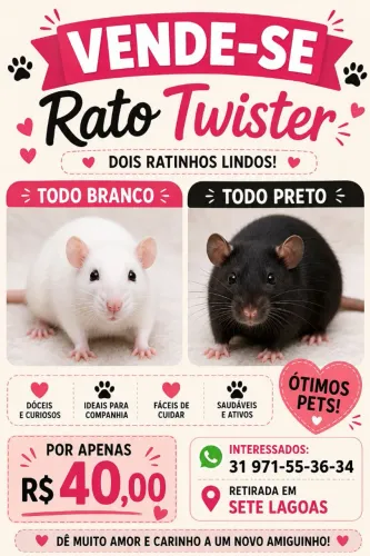 rato Twister branco e pretas todos machos por r$ 40