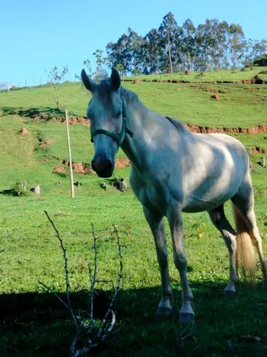 Cavalo tordilho 