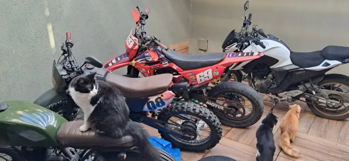 Crf barata e boa 71 9 *