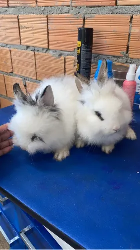 Filhotes de coelhos disponíveis 
