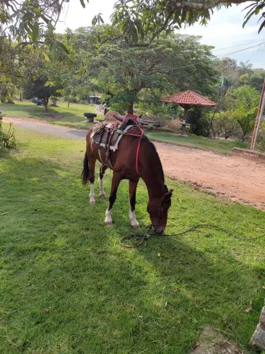 Cavalo 