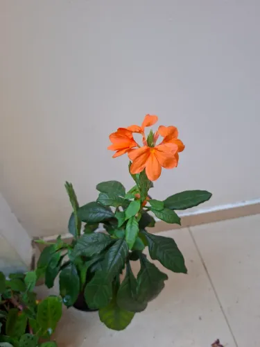 Flor