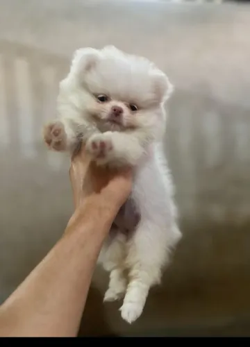 Lulu da Pomerânia fêmea