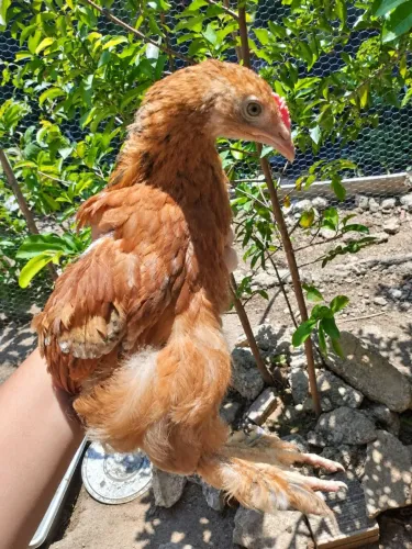 Franguinho Brahma buff