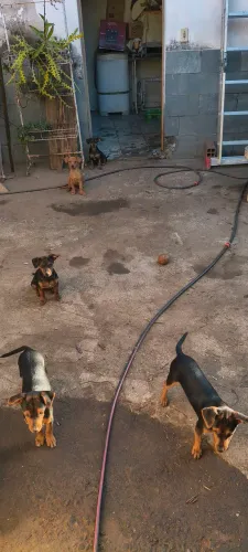 Filhotes de porte pequeno para adoção responsável - 3 machos e 2 fêmeas