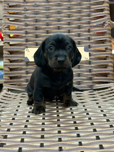 Filhote de Basset macho