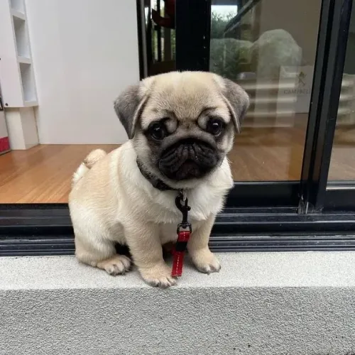 Pug Companheiro que ilumina a rotina