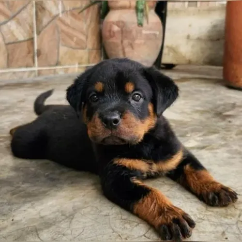 Filhote de Rottweiler Com Lealdade, Coragem e Muito Companheirismo