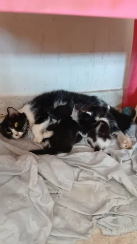 Doação de gatinhos filhotes 