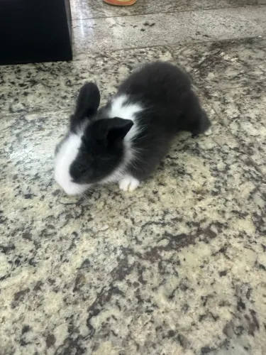 Coelhos Mini
