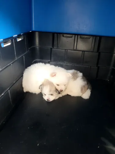 Spitz Alemão branca Fêmea 2 meses 