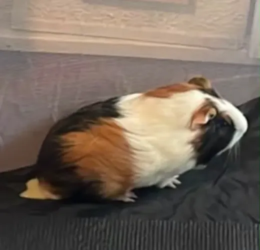DOAÇÃO DE PORQUINHO DA ÍNDIA