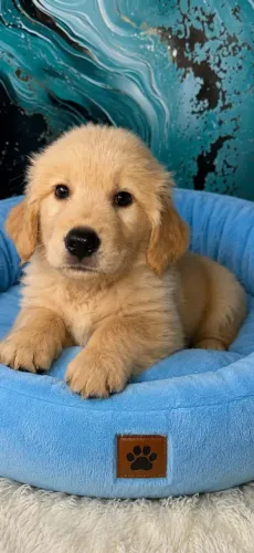 Golden macho ultimo aceito cartão