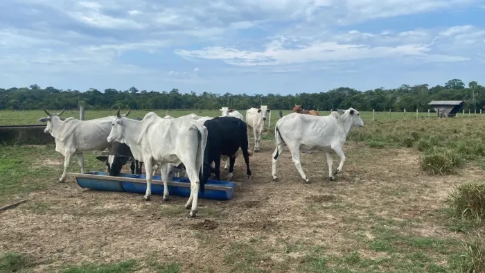 FAZENDA EM PORTO VELHO
