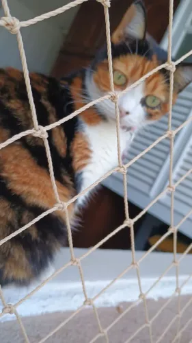 Rede de proteção pra gato sete Lagoas