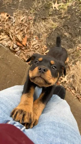 Rottweiler Um filhotinho cheio de ternura esperando um lar