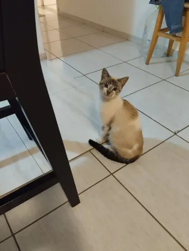 Gatinha para doação