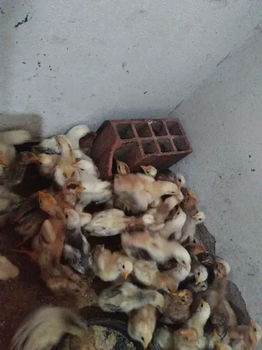 Pintinhos caipiras 