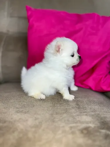 Spitz Alemão fêmea ursinha anã 