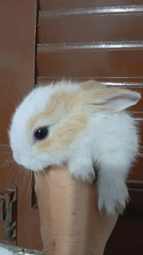 Coelhinhos filhotes