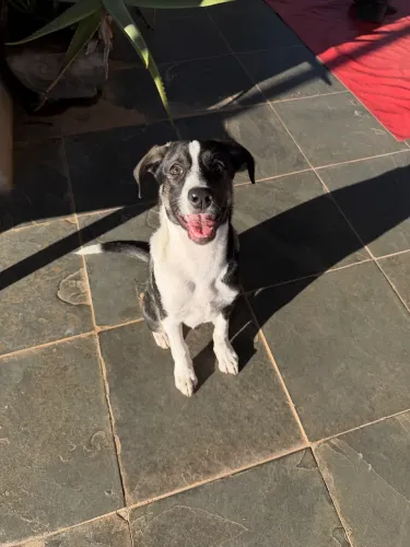 DOAÇÃO CACHORRO MACHO