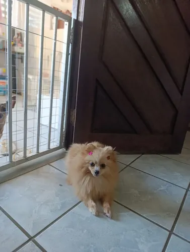 Vendo Spitz Fêmea Anã/Lulu