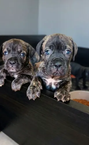 Cane corso femias tigrada e preta