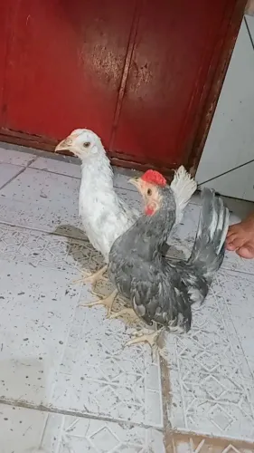 Vendo filhote de ganize ?