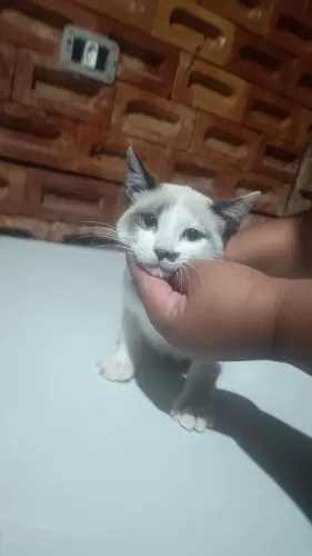 ADOÇÃO RESPONSÁVEL - 2 GATINHOS 