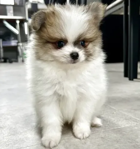 Cãozinho sociável e lindo Spitz Alemão/ Lulu da Pomerânia/ anão/ anãozinho
