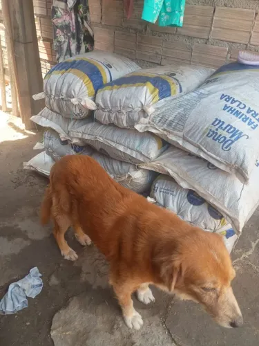 DOA-SE CACHORRO 