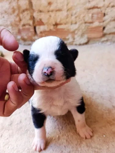 Filhotes de Akita Americano 