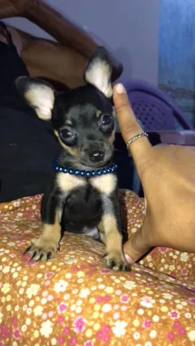 Pinscher Macho N00