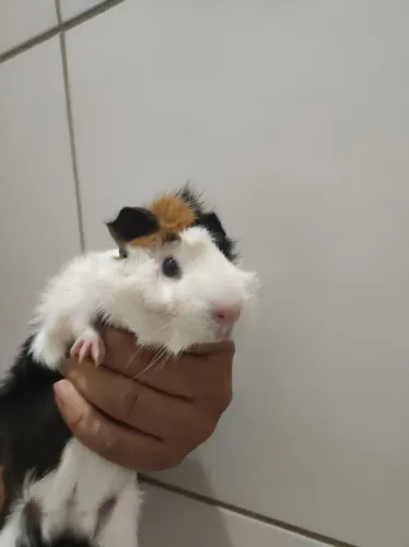 Porquinho da índia para adoção 
