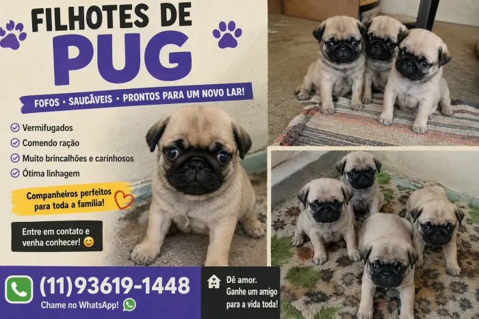 ADOÇÃO RESPONSÁVEL!! - Filhotes da raça PUG