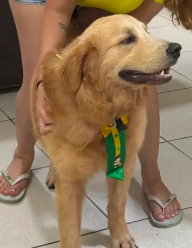 Filhote de GOLDEN RETRIEVER com Pedigree