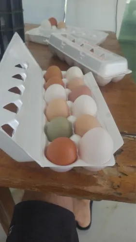 Vendo ovos caipira