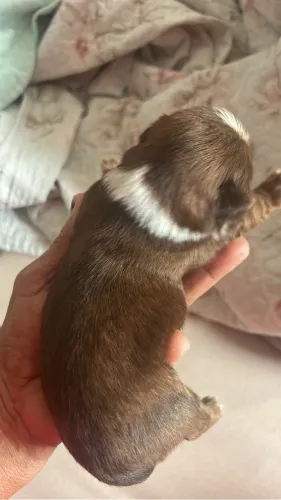 Vendo filhotes de Shitzu chocolate Mini entrego dia 12/10