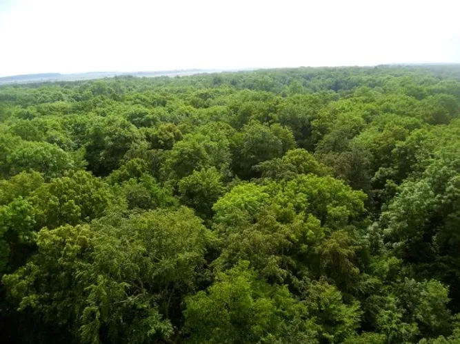 ÁREA PARA RESERVA LEGAL