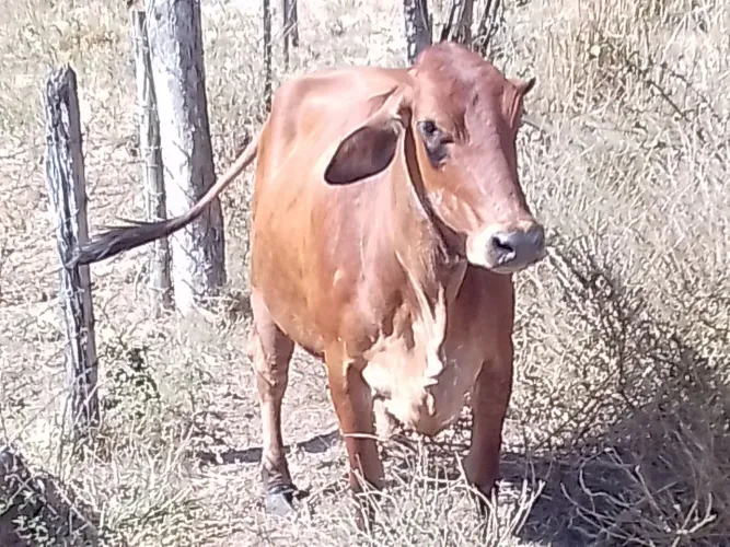 Vacas de leite