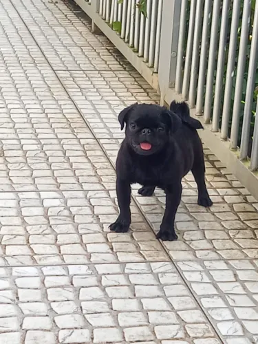 Casal de pug pretos lindos 