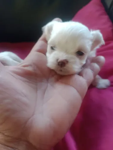 Lindíssimo machinho de maltês!!!