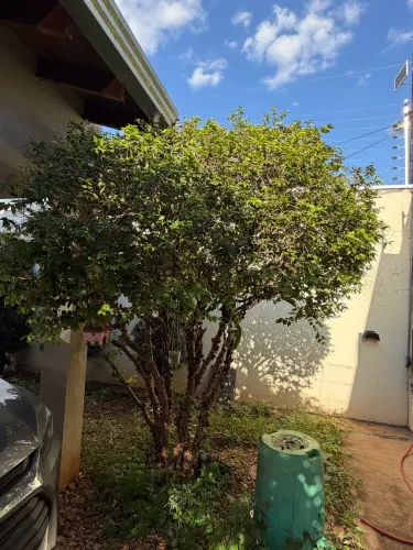  de jabuticaba adulto produzindo