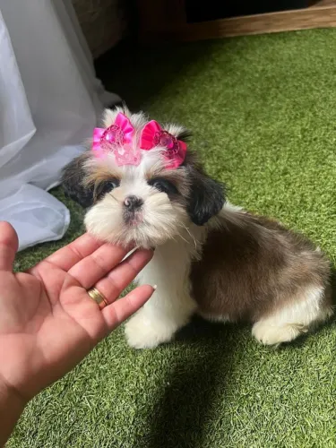 Shih Tzu maravilhosa