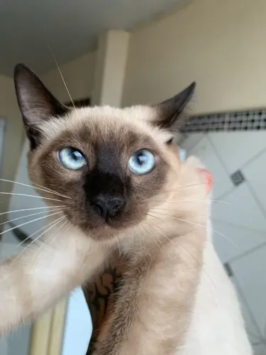 Doa-se filhotes de gato