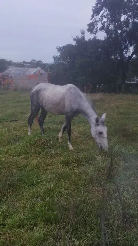 Cavalo