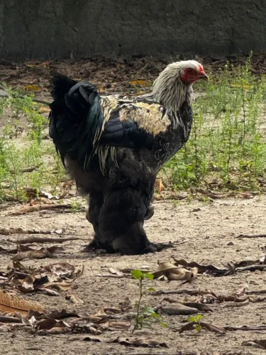 Frango da racha Brahma dark 