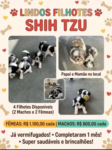 Lindos Filhotes de Shih Tzu - 1 Mês