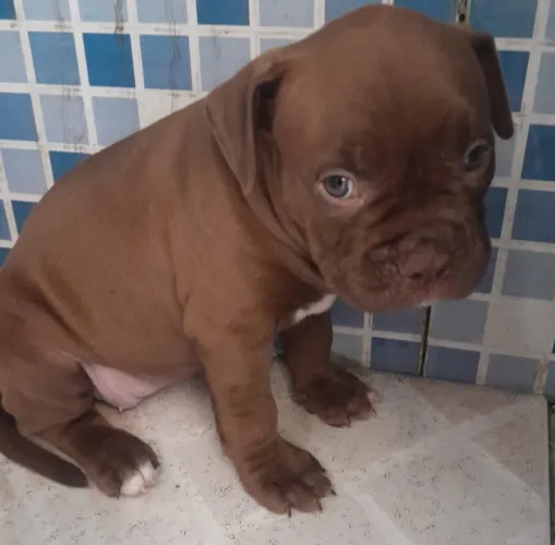 American bully fêmea