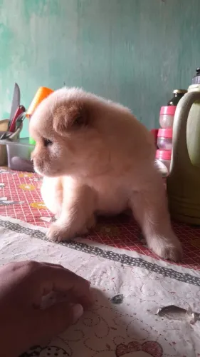 (OFERTA) CHOW CHOW DE RAÇA PURA